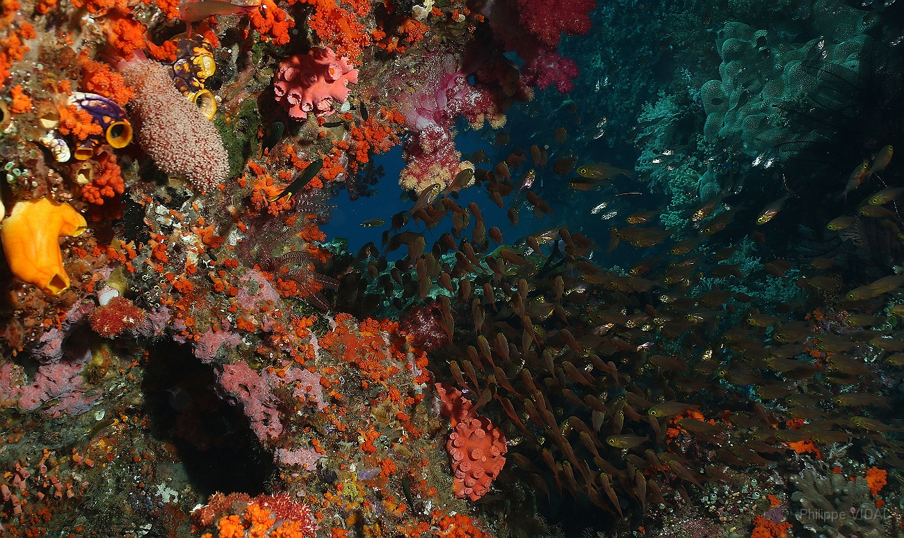 Raja Ampat 2016 - Corail - IMG_4918_rc.jpg